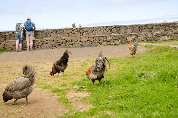 Chickens searching for food and two people in the background. — Fotografia de Stock