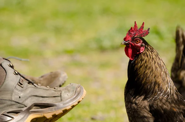 Rooster next to the legs of some hikers. — Zdjęcie stockowe