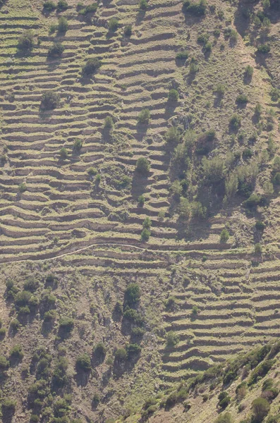 Terk edilmiş tarım terasları ve Juniperus türbinata kanaryaları olan bir yamaç..