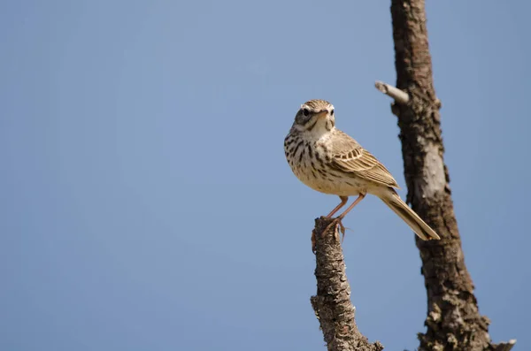 Berthelots pipit Anthus berthelotii. — Stockfoto