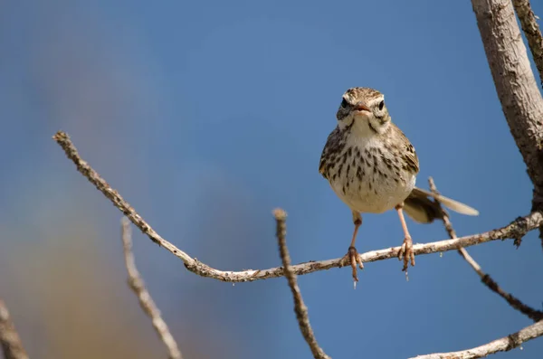 Berthelots pipit calling. — 스톡 사진