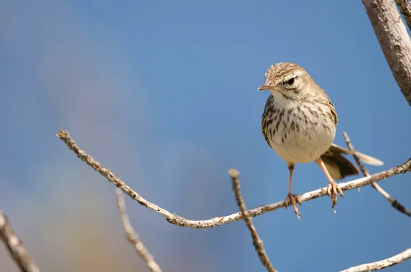 Berthelots pipit Anthus berthelotii. — стокове фото