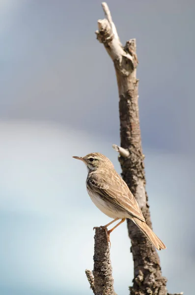 Berthelots pipit Anthus berthelotii. — стокове фото