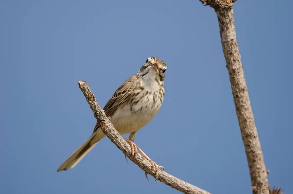 Berthelots pipit calling. — Fotografia de Stock