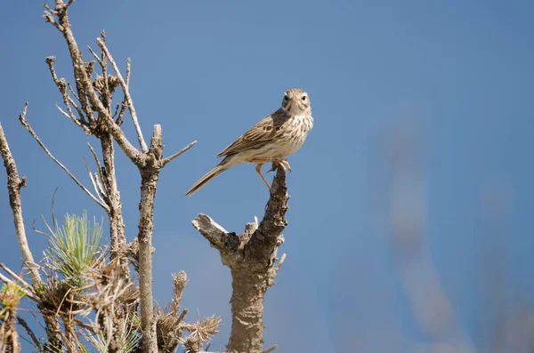 Berthelots çukur Anthus berthelotii.