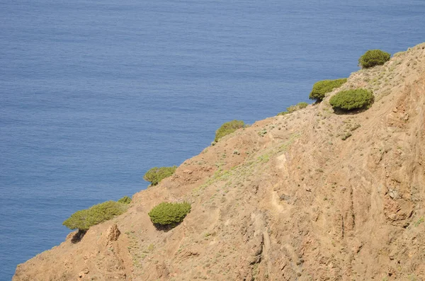 Tepenin yamacında Juniperus türbinata canariensis çalıları var..