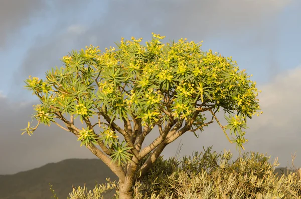 Arbuste d'Euphorbia berthelotii en fleur. — Photo