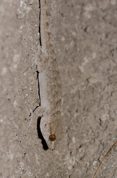 Gomero geco de pared. — Foto de Stock