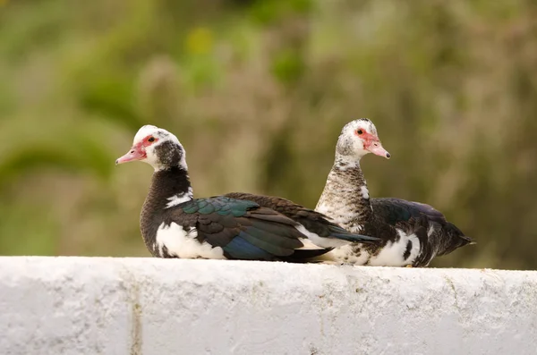 Domestic Muscovy ducks. — Stockfoto