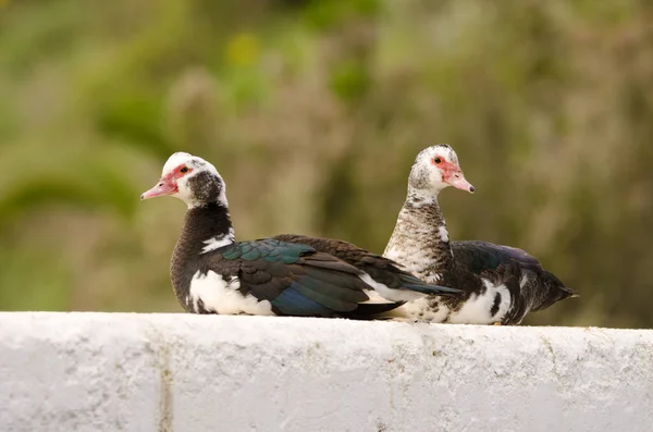 Yerli Moskovalı ördekler. — Stok fotoğraf