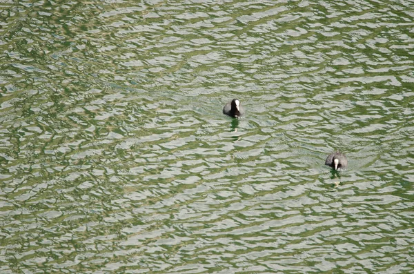 Eurasian coots Fulica atra. — Stockfoto