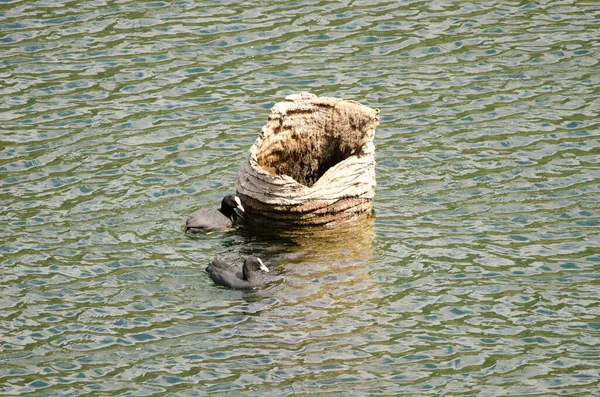 Eurasian coots next to the trunk of a dead Canary Island date palm. — Stock fotografie