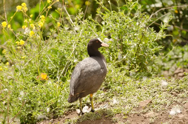 Eurasiática Coot Fulica atra . — Foto de Stock