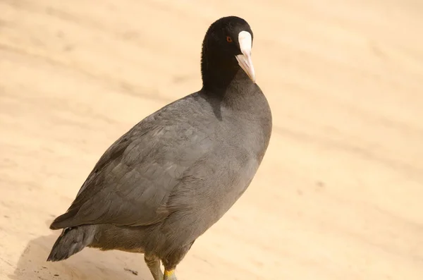 Eurazji Avibase Łyska. — Zdjęcie stockowe