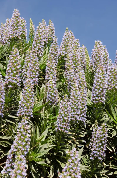 Keř Echium acanthocarpum v květu. — Stock fotografie