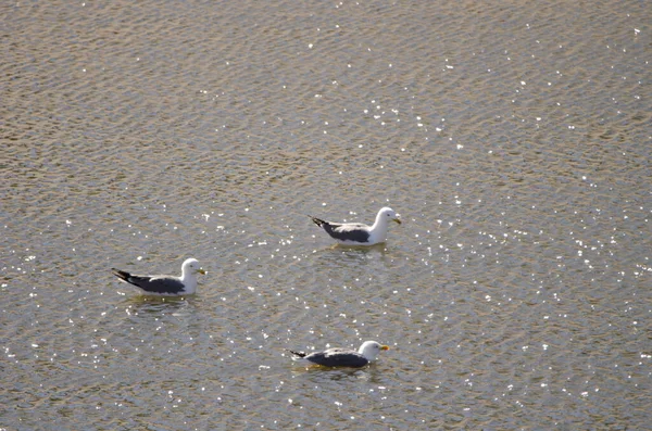 Yellow-legged gulls Larus michaellis atlantis. — Foto de Stock