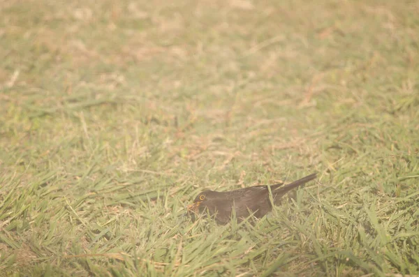 Pájaro negro común con comida para sus polluelos. —  Fotos de Stock