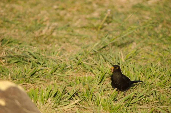 Common blackbird with food for its chicks. — Stock Photo, Image