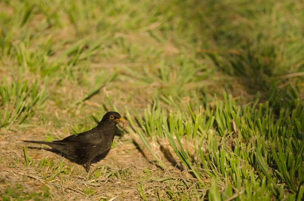 Common blackbird with food for its chicks. — Stock fotografie