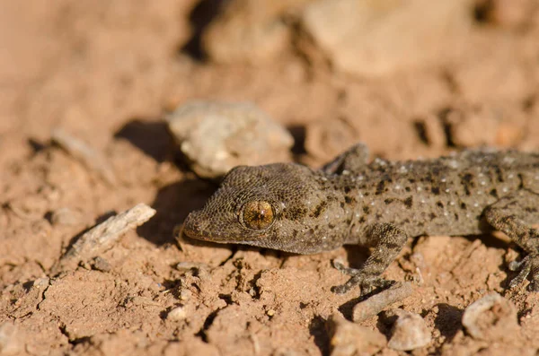 Gomero wall gecko. — стокове фото