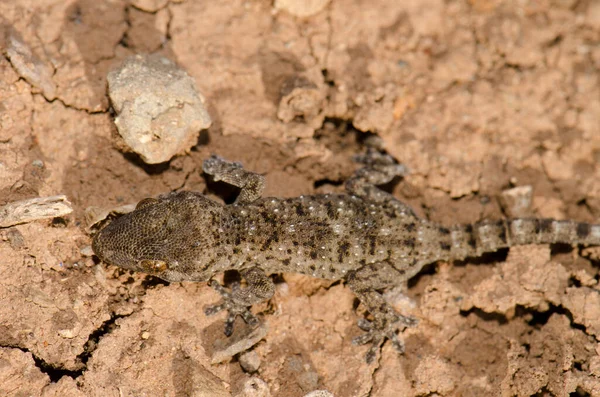 Gomero wall gecko. — ストック写真