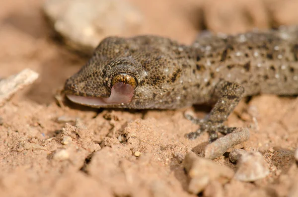 Gomero wall gecko. — стокове фото