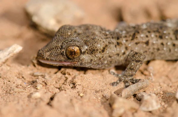 Gomero wall gecko. — Stockfoto