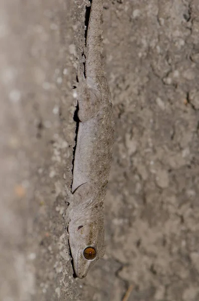 Gomero wall gecko. Stock Image