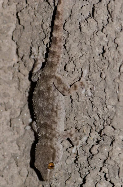 Gomero wall gecko. Stock Photo