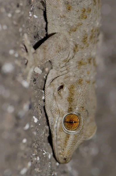 Gomero wall gecko. Stock Image