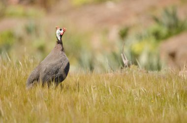 Miğferli Gine Baykuşu arıyor..