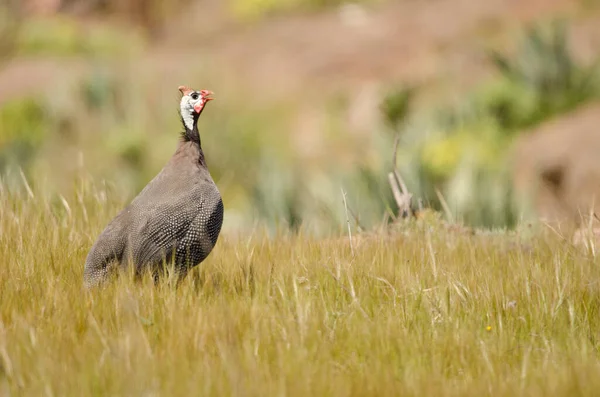 Miğferli Gine Baykuşu arıyor..