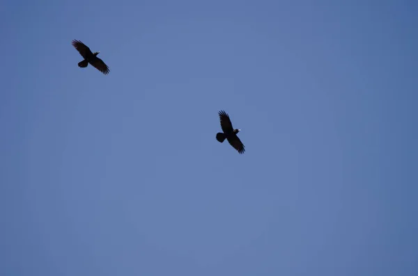 Kanári-szigeteki hollók repülés közben. — Stock Fotó