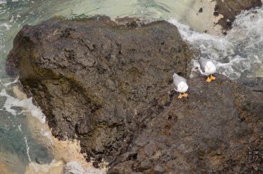 Sarı bacaklı martılar Larus Michael Atlantis..