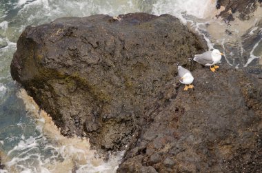 Sarı bacaklı martılar Larus Michael Atlantis..