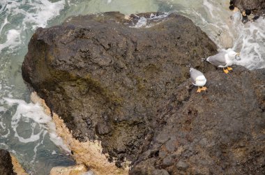 Sarı bacaklı martılar Larus Michael Atlantis..