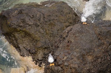 Sarı bacaklı martılar Larus Michael Atlantis..