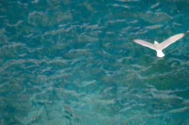 Sarı bacaklı martı uçuyor.