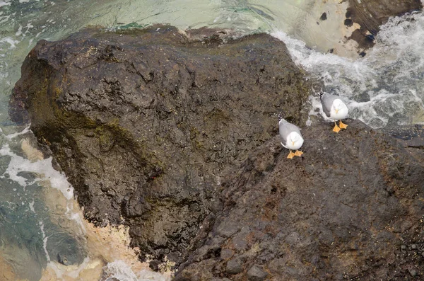 Sarı bacaklı martılar Larus Michael Atlantis..