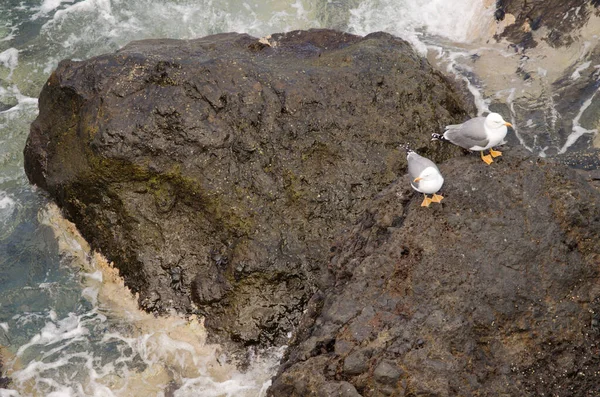 Sarı bacaklı martılar Larus Michael Atlantis..