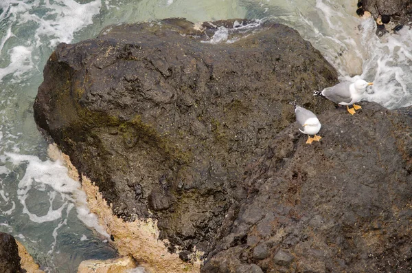Sarı bacaklı martılar Larus Michael Atlantis..
