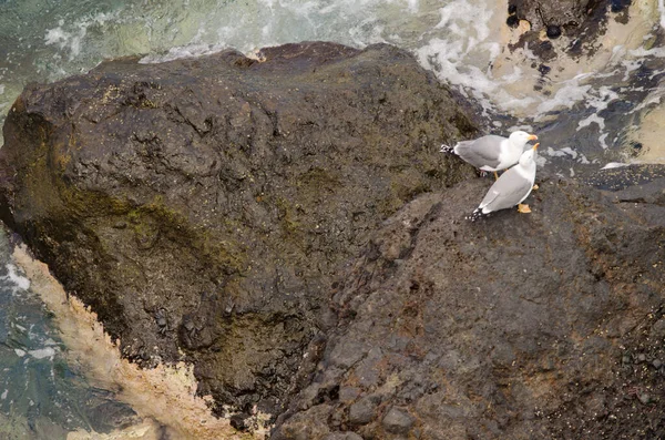 Γλάροι με κίτρινα πόδια Larus michaellis atlantis. — Φωτογραφία Αρχείου