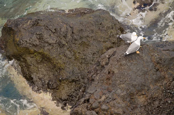 Sarı bacaklı martılar Larus Michael Atlantis..