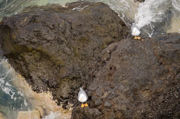 Sarı bacaklı martılar Larus Michael Atlantis..