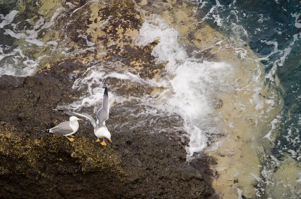 Sarı bacaklı martılar Larus Michael Atlantis..