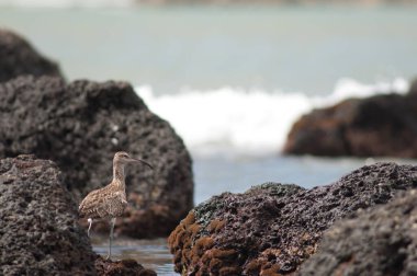 Dakar sahilinde Whimbrel Numenius phaeopus.