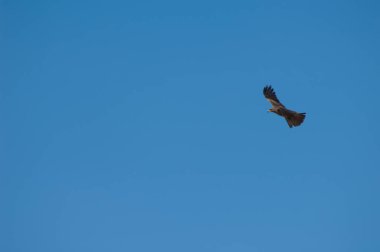 Dakar 'ın gökyüzünde uçan siyah uçurtma..