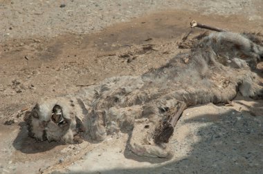 Ölü kedi Felis Catus kaldırımda.