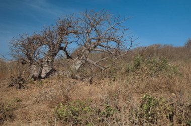 Sarpan Adası 'nda cüce baobab ağacı Adansonia digitata.