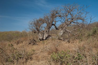 Sarpan Adası 'nda cüce baobab ağacı Adansonia digitata.